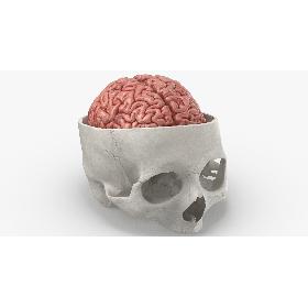 3D Real Human Skull Cranial 02 Cut White With Brain Inside model